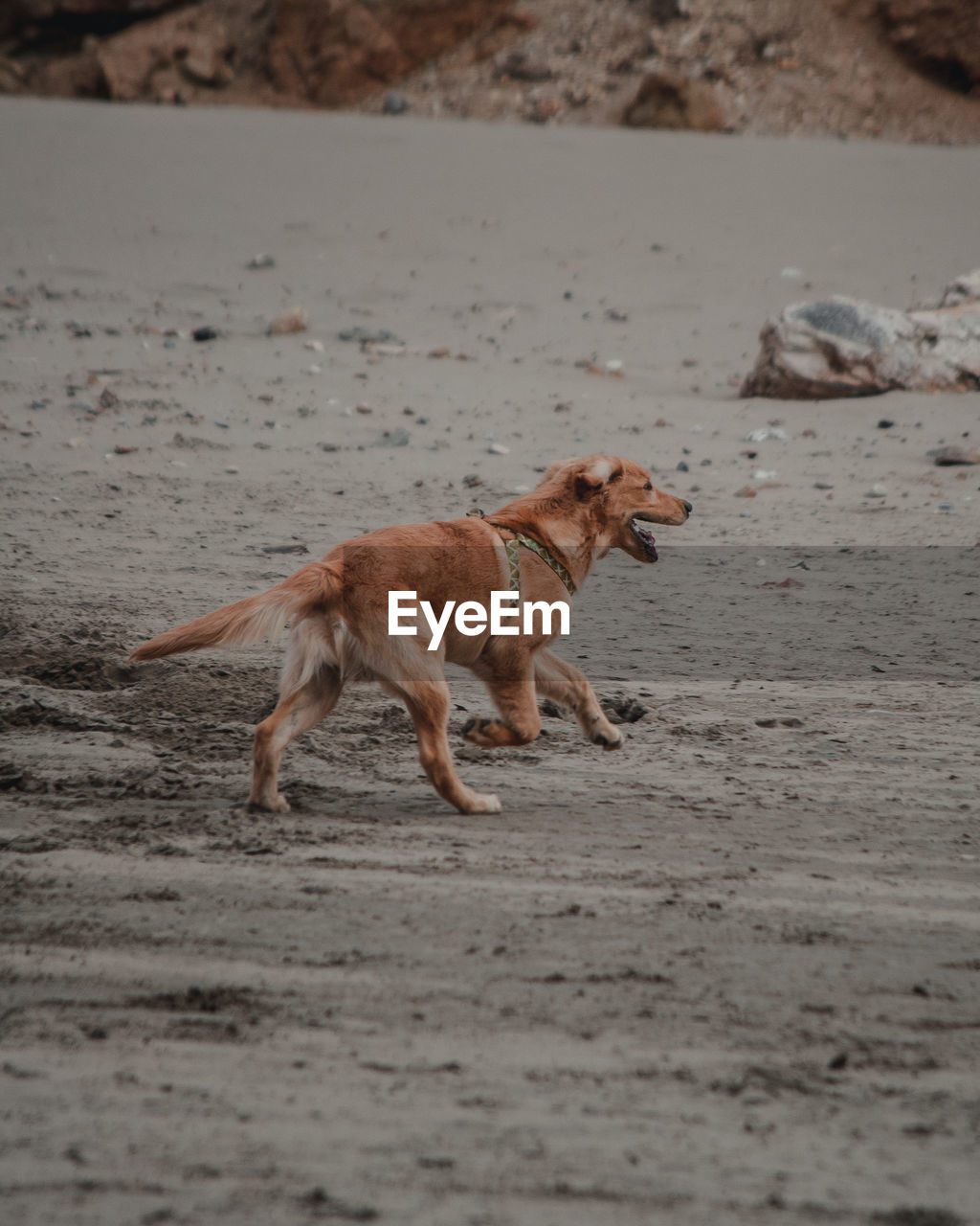 Side view of dog running on sand at beach