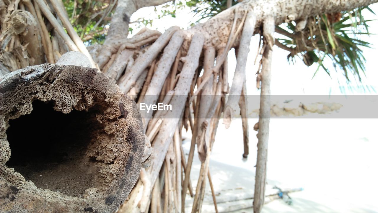 CLOSE-UP OF PALM TREE TRUNK BY WOOD