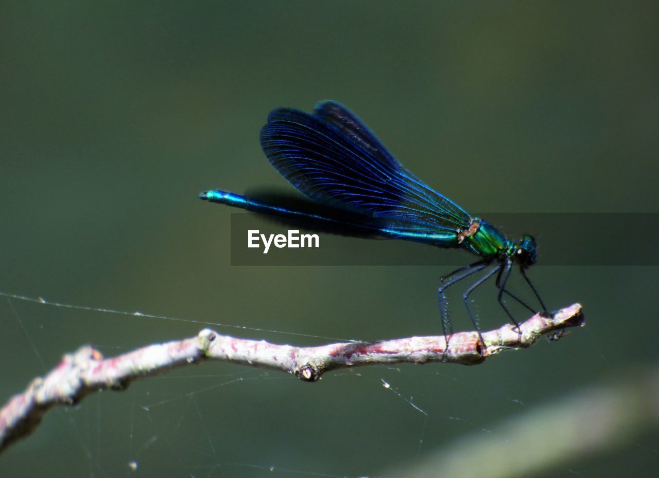 Close-up of dragonfly on twig during sunny day