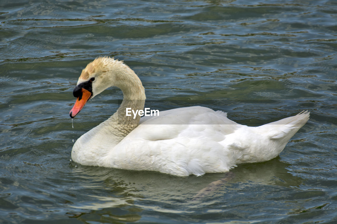 SWAN IN LAKE