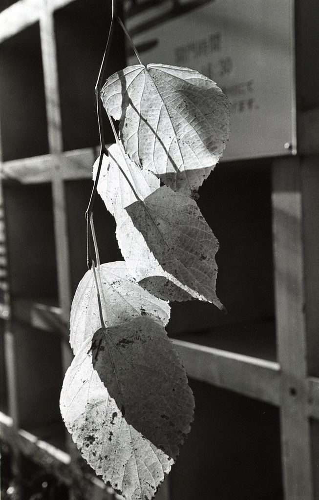 CLOSE-UP OF PLANT