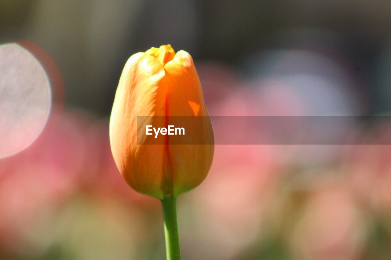 Close-up of red tulips blooming in park