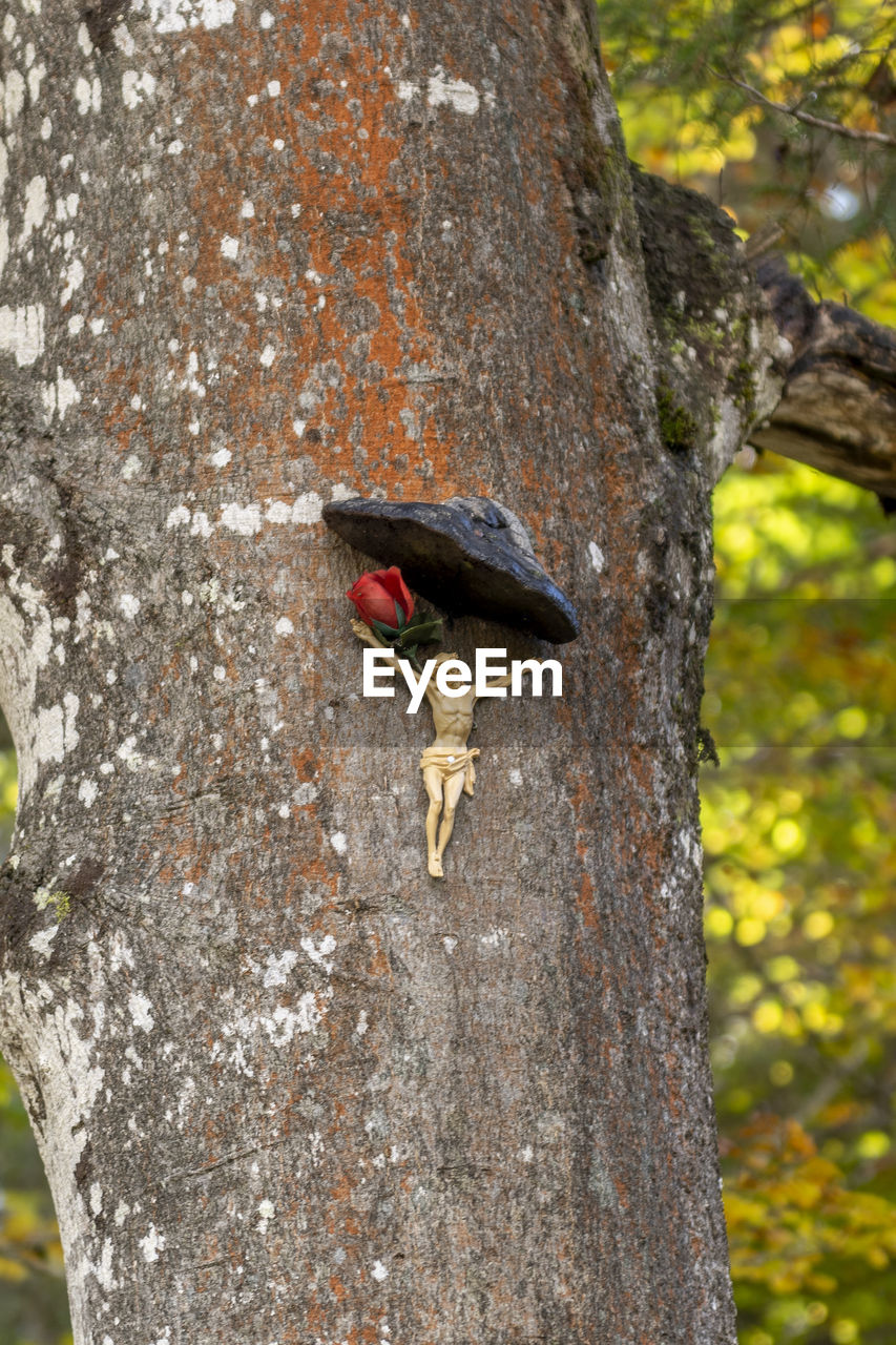 CLOSE-UP OF A BIRD ON THE TREE