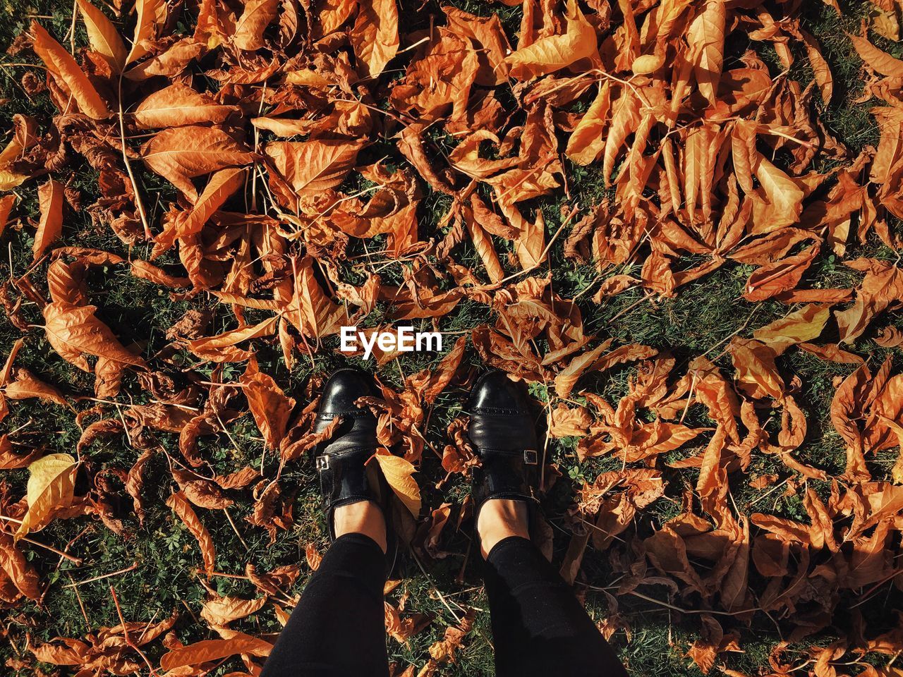 Low section of person standing amidst autumn leaves on field