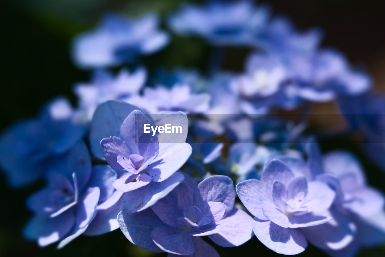 Lavendar hydrangea plant flowers in bloom