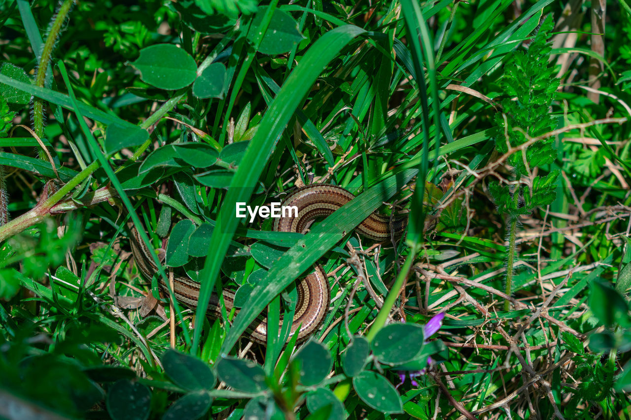 VIEW OF LIZARD ON GRASS