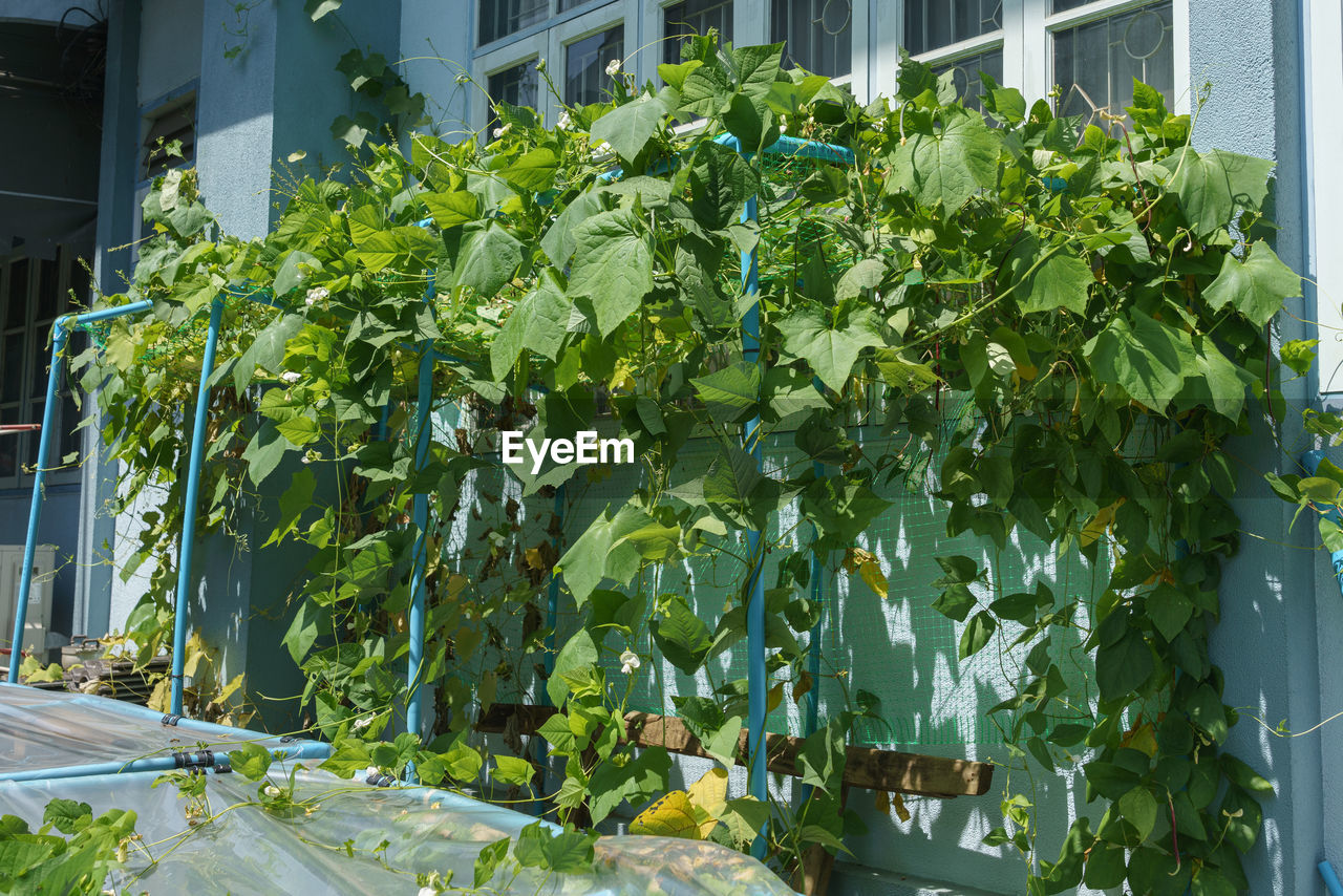 CLOSE-UP OF FRESH GREEN PLANTS