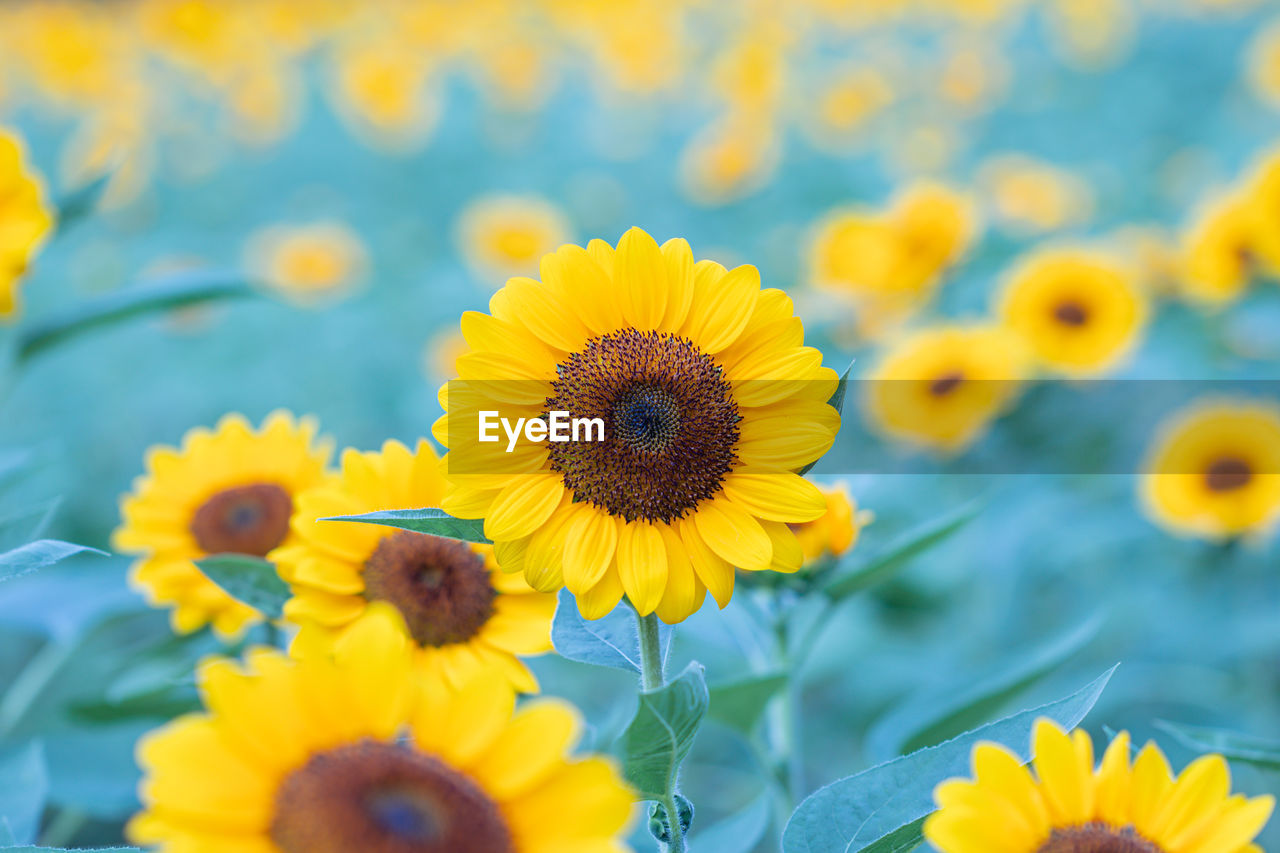 CLOSE-UP OF SUNFLOWERS