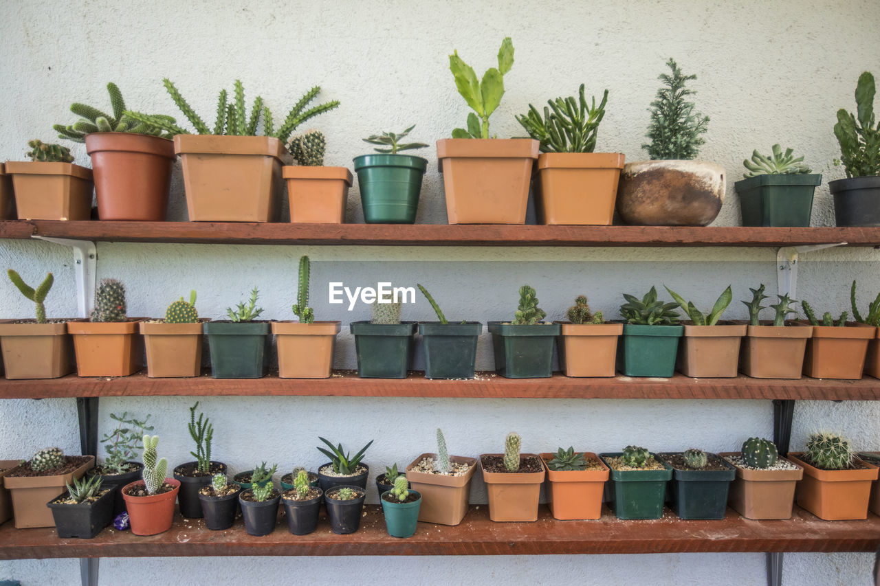 Assorted cactus and succulent plants on shelf garden.