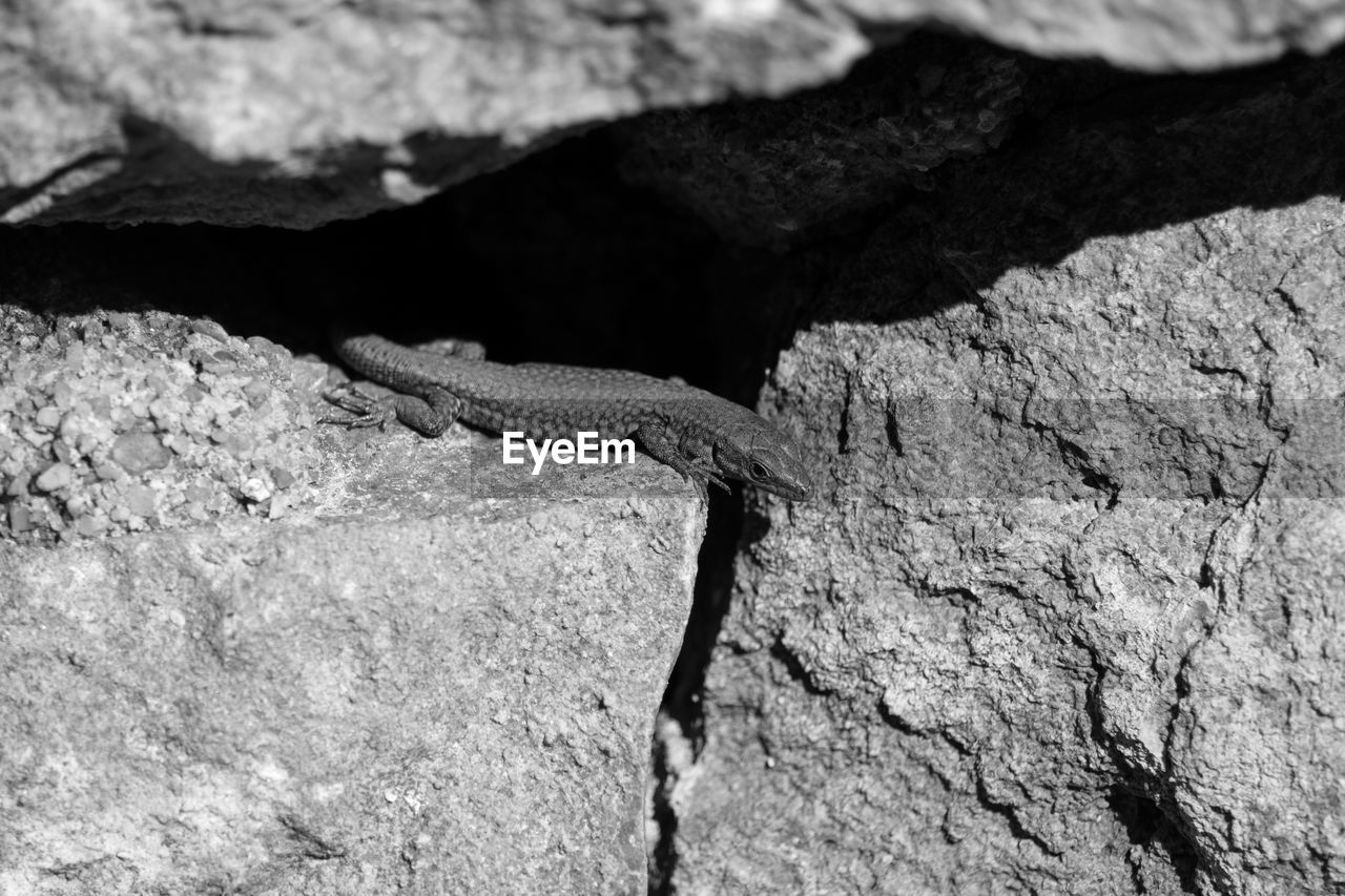 Close-up of lizard on rock