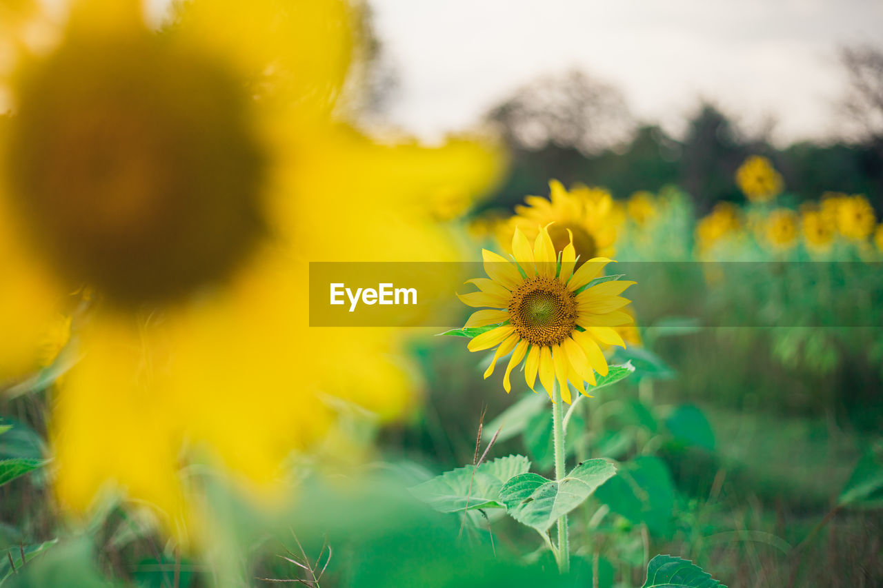 CLOSE-UP OF YELLOW FLOWERING PLANT