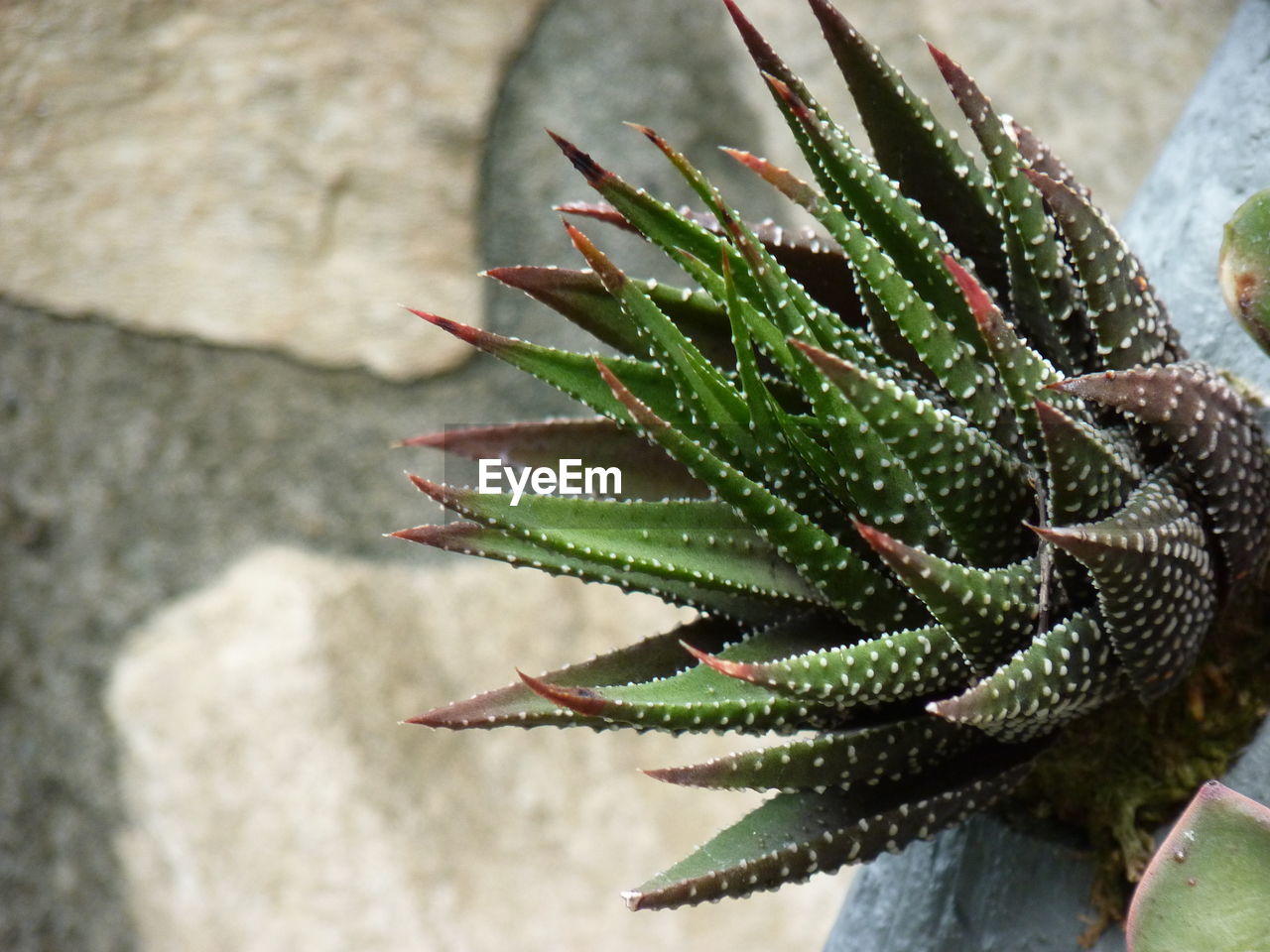 Close-up of succulent plant