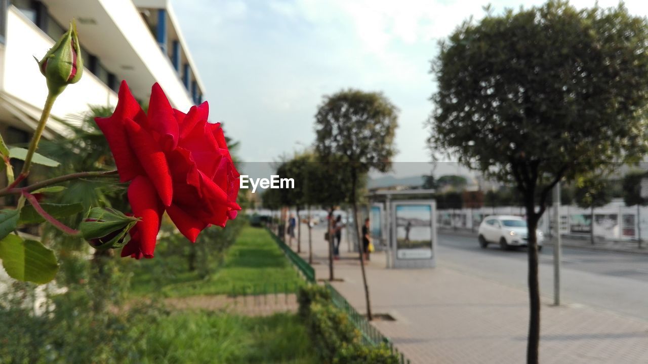 Close-up of red flower against trees