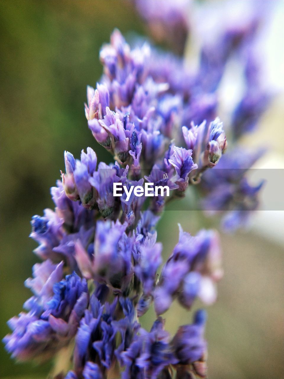 CLOSE-UP OF PURPLE FLOWERS