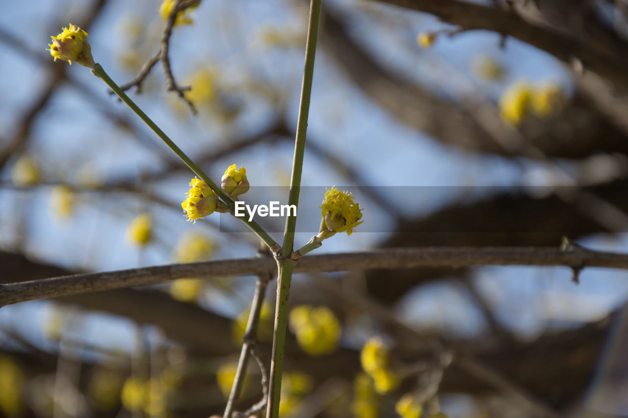 CLOSE-UP OF YELLOW FLOWER PLANT