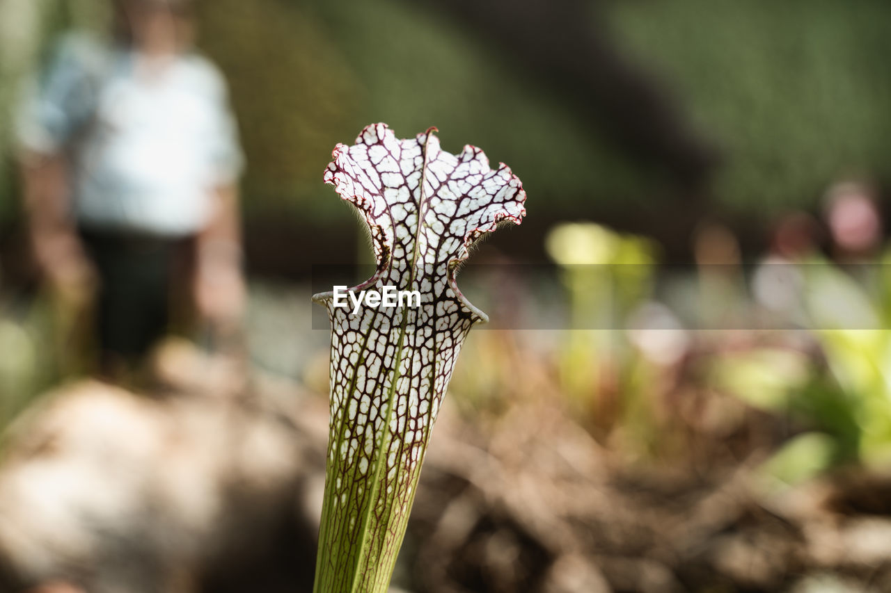 Close-up of flowering plant on land