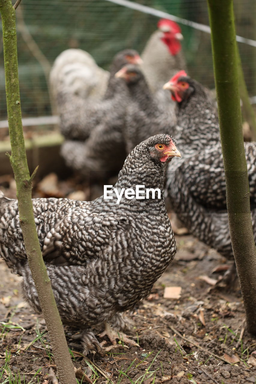 Mechelner chicken a rare european species 