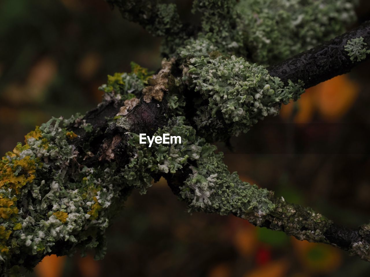 CLOSE-UP OF LICHEN ON TREE TRUNK