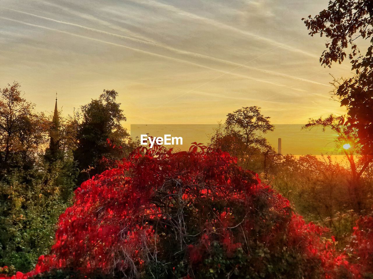 RED FLOWERING PLANTS ON LAND AGAINST SKY DURING SUNSET