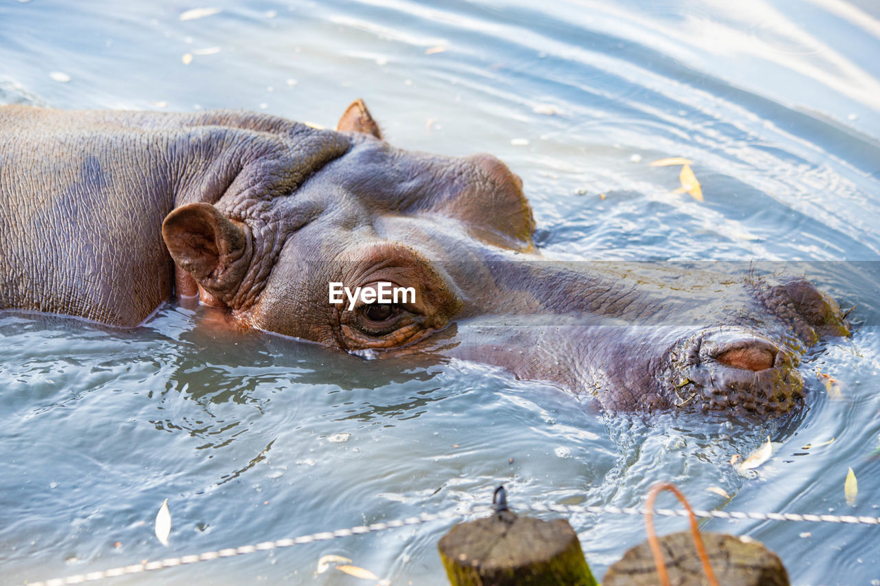Hippopotamus swimming in the lake close up
