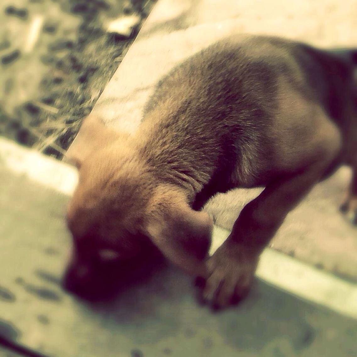 CLOSE-UP OF DOG LOOKING UP