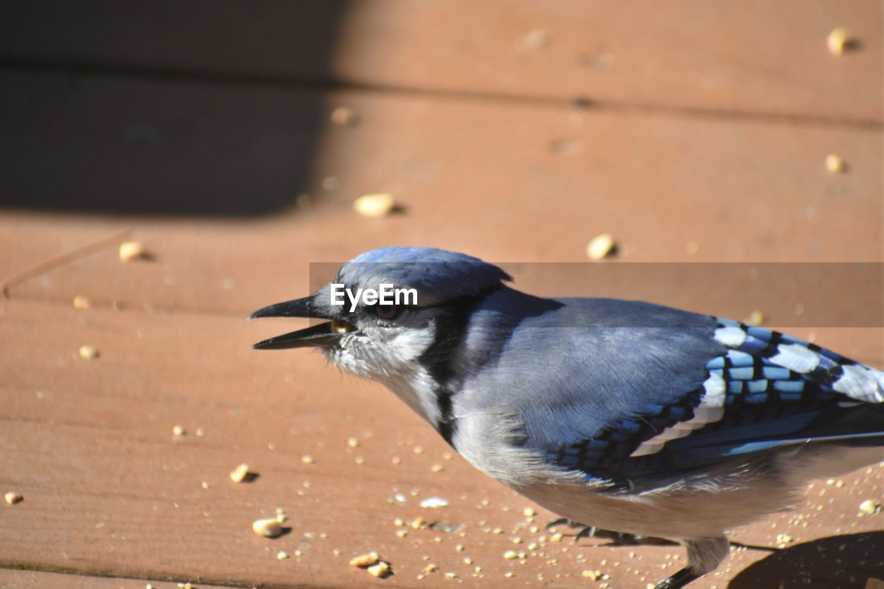 CLOSE-UP OF BIRD PERCHING