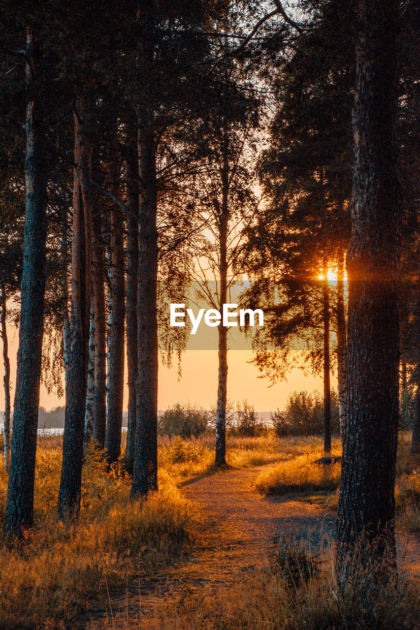 Trees in forest during sunset