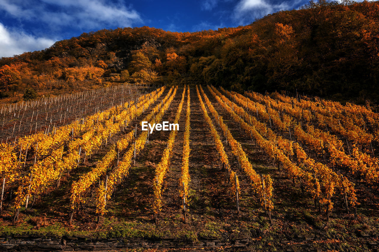 Vineyard in autumn on the moselle.
