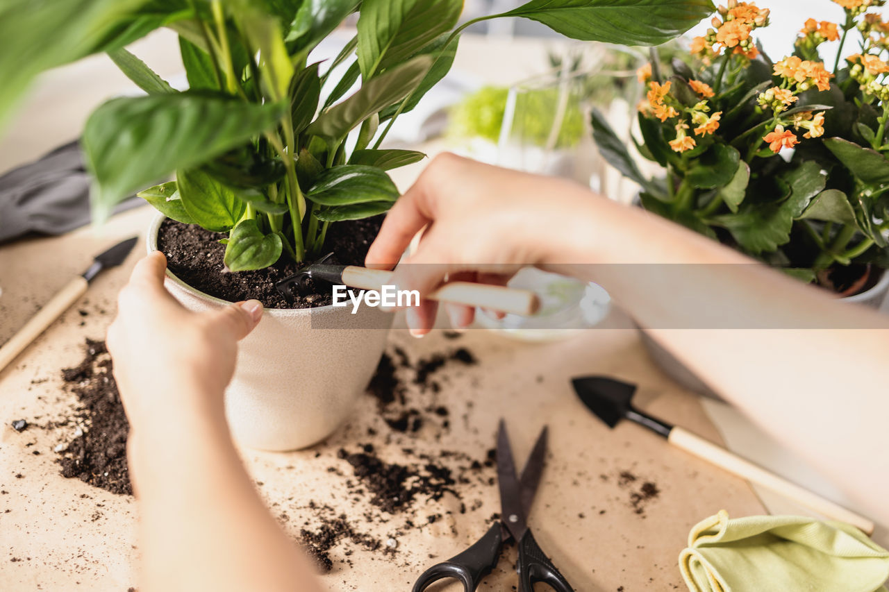 Close up of gardener hands crumbling soil in spathiphyllum flowerpot with rake