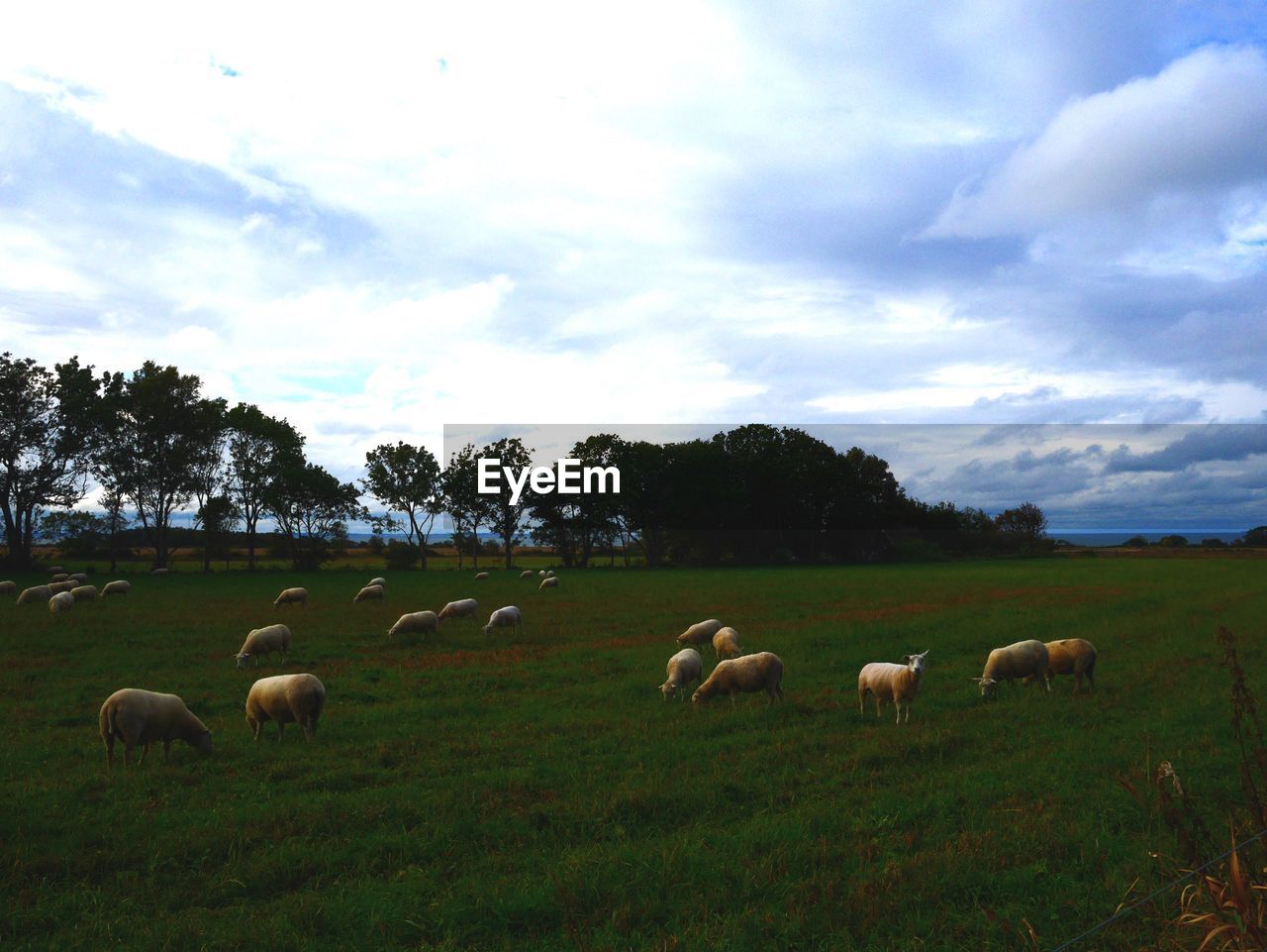 SHEEP GRAZING ON GRASSY FIELD