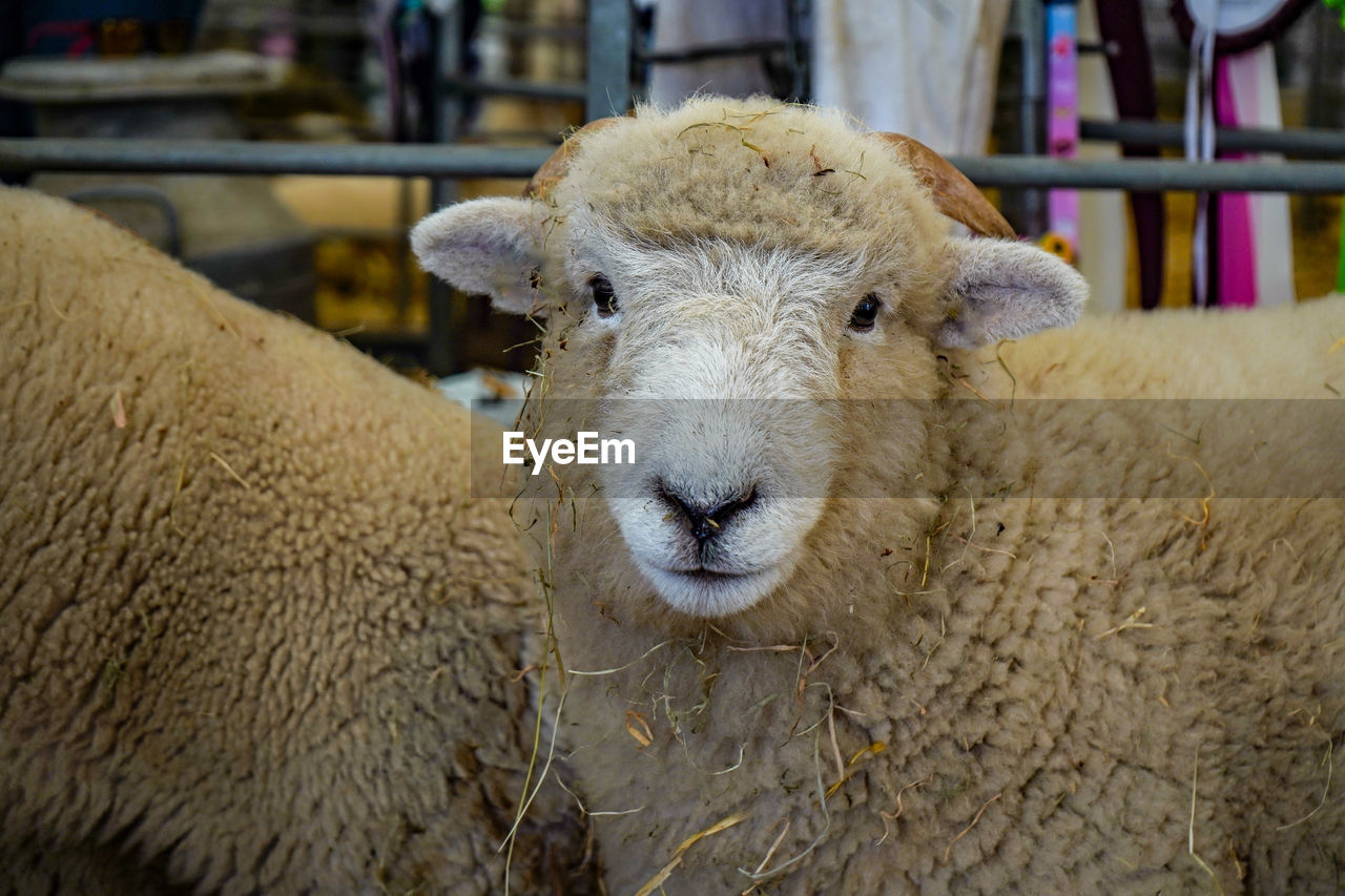 mammal, animal themes, sheep, animal, domestic animals, livestock, pet, one animal, portrait, looking at camera, focus on foreground, textile, wool, no people, agriculture, close-up, animal body part