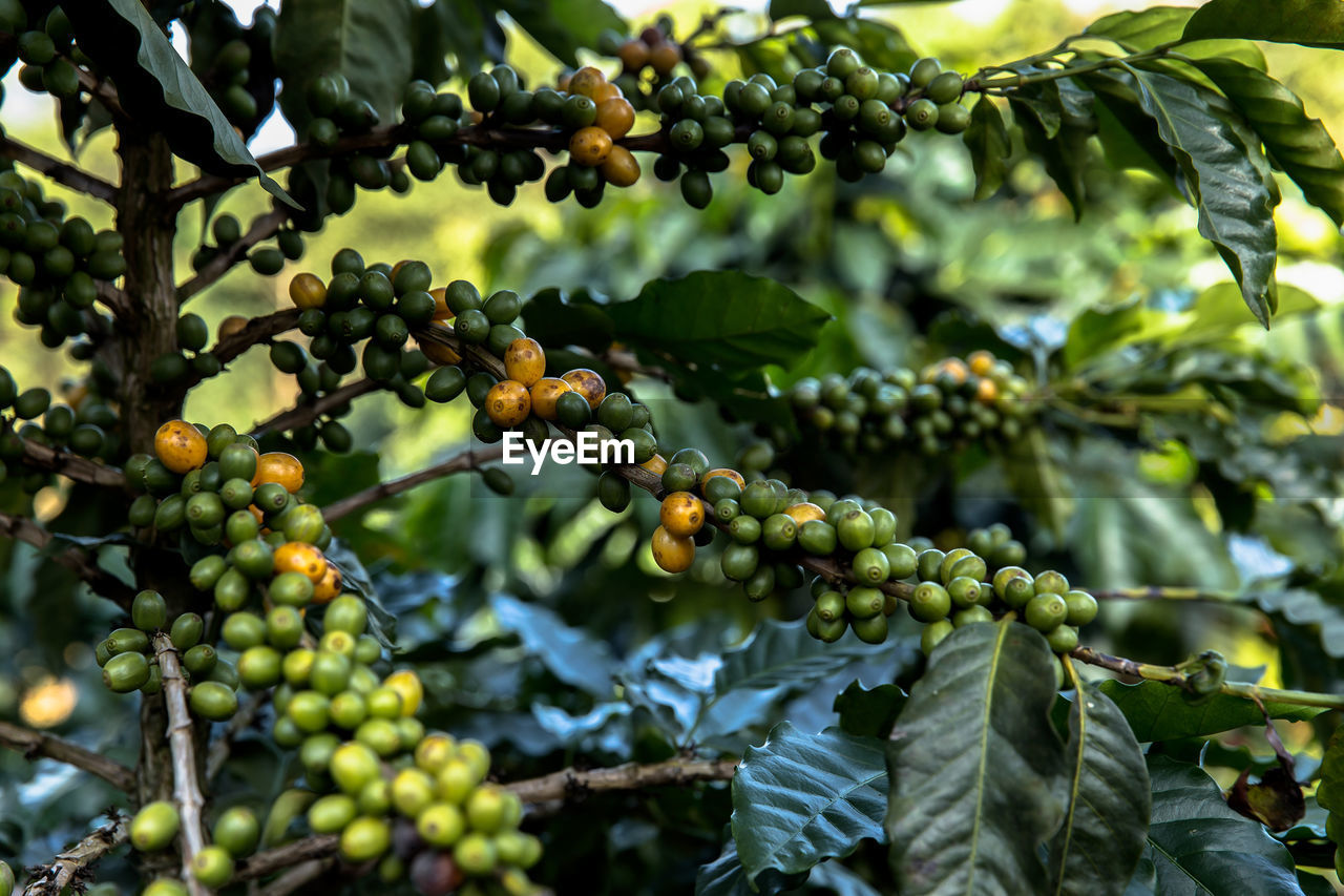 CLOSE-UP OF FRUITS GROWING ON TREE