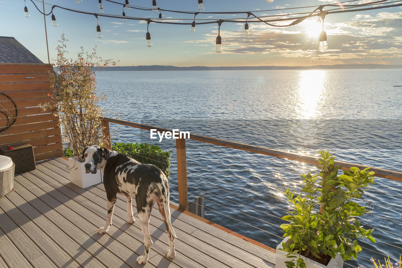 Dog standing on stilt house over sea against sky during sunset