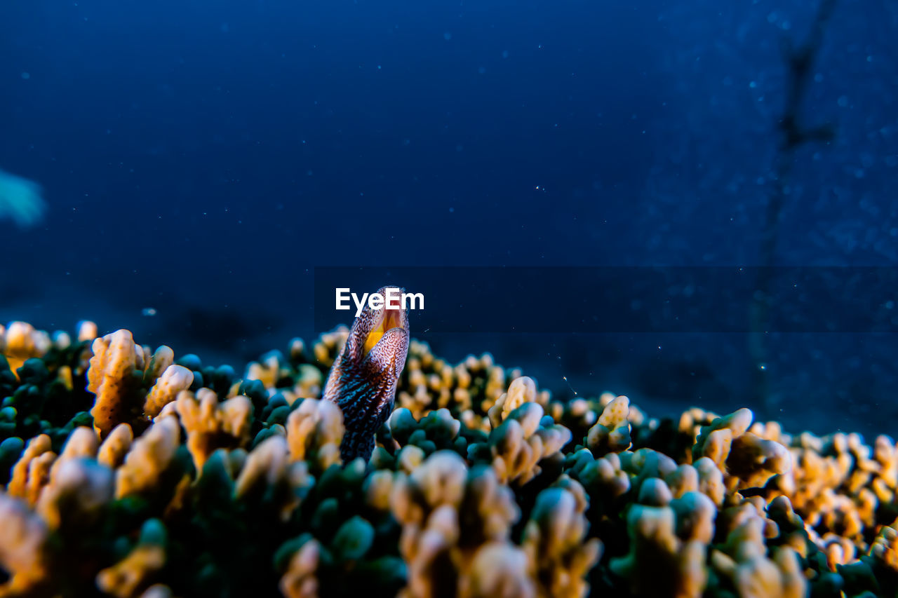 Moray eel mooray lycodontis undulatus in the red sea a.e