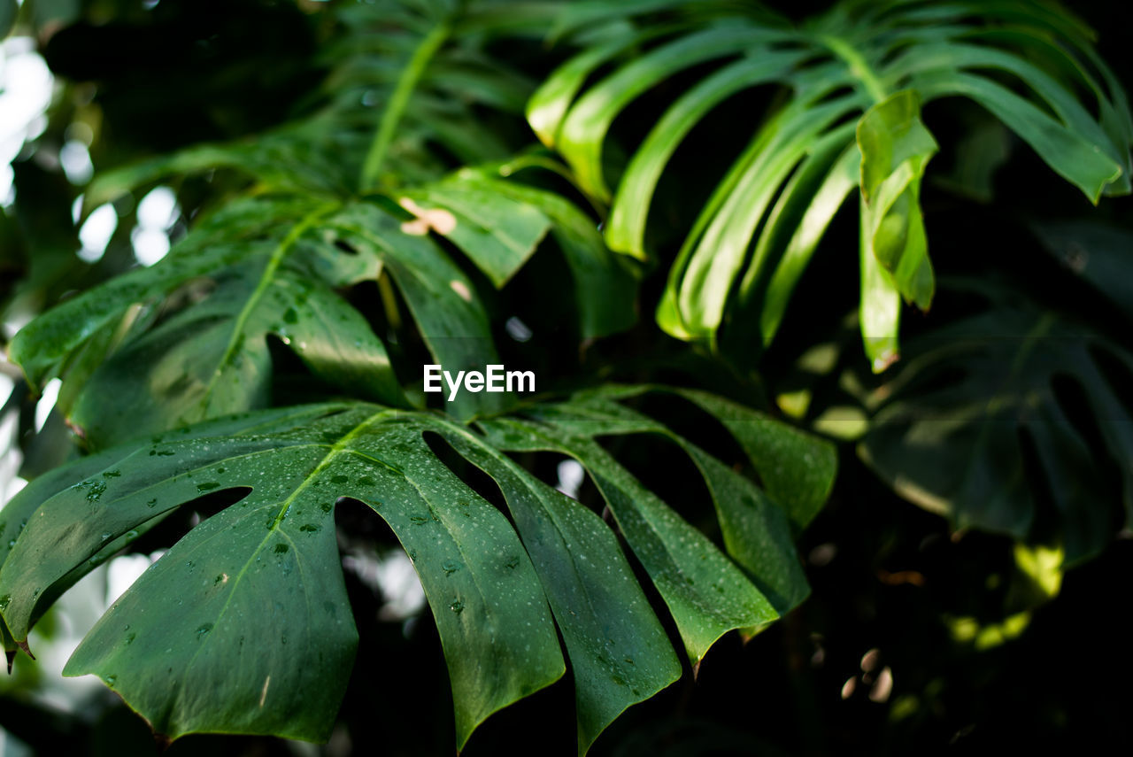 HIGH ANGLE VIEW OF WET LEAVES