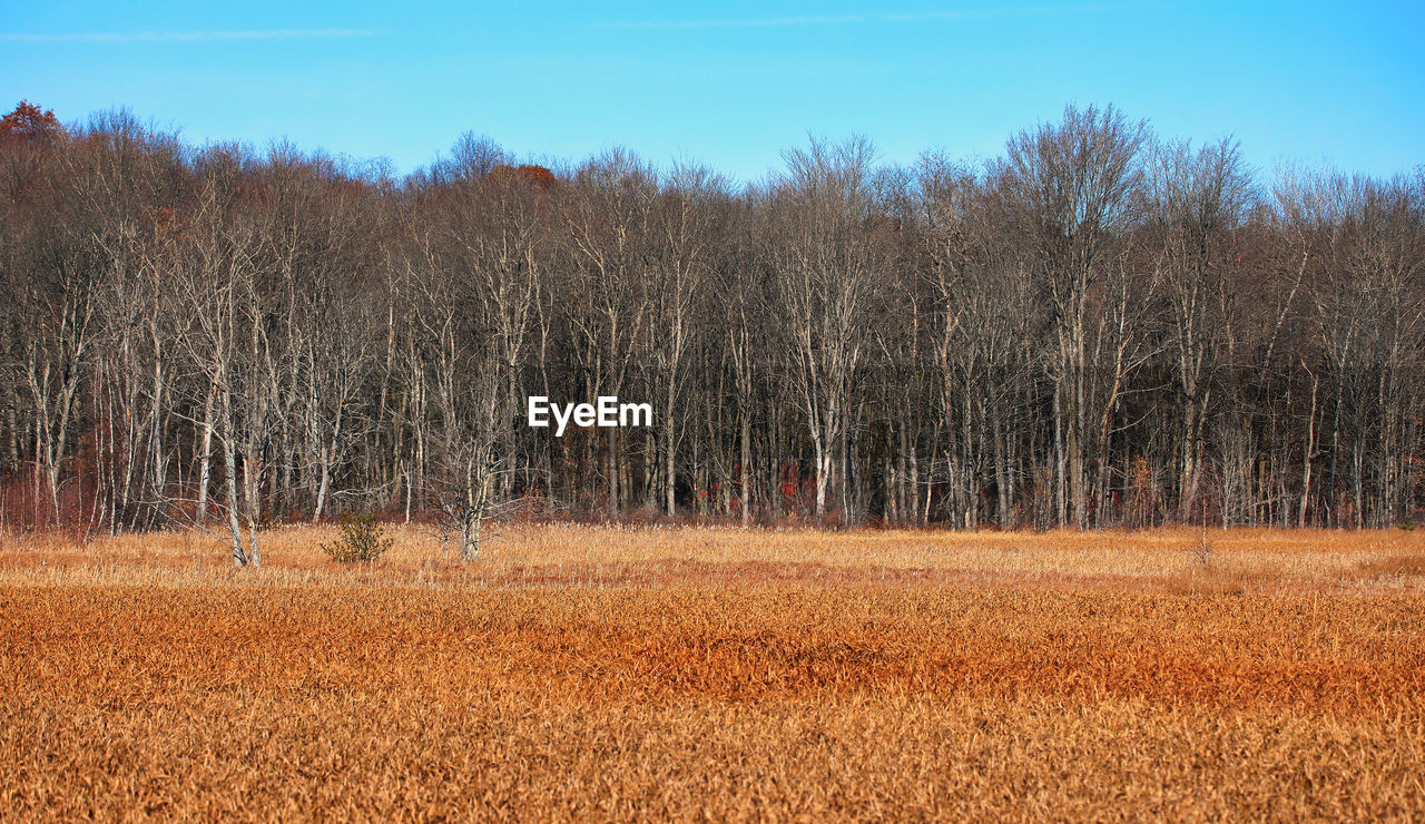 PLANTS GROWING ON FIELD