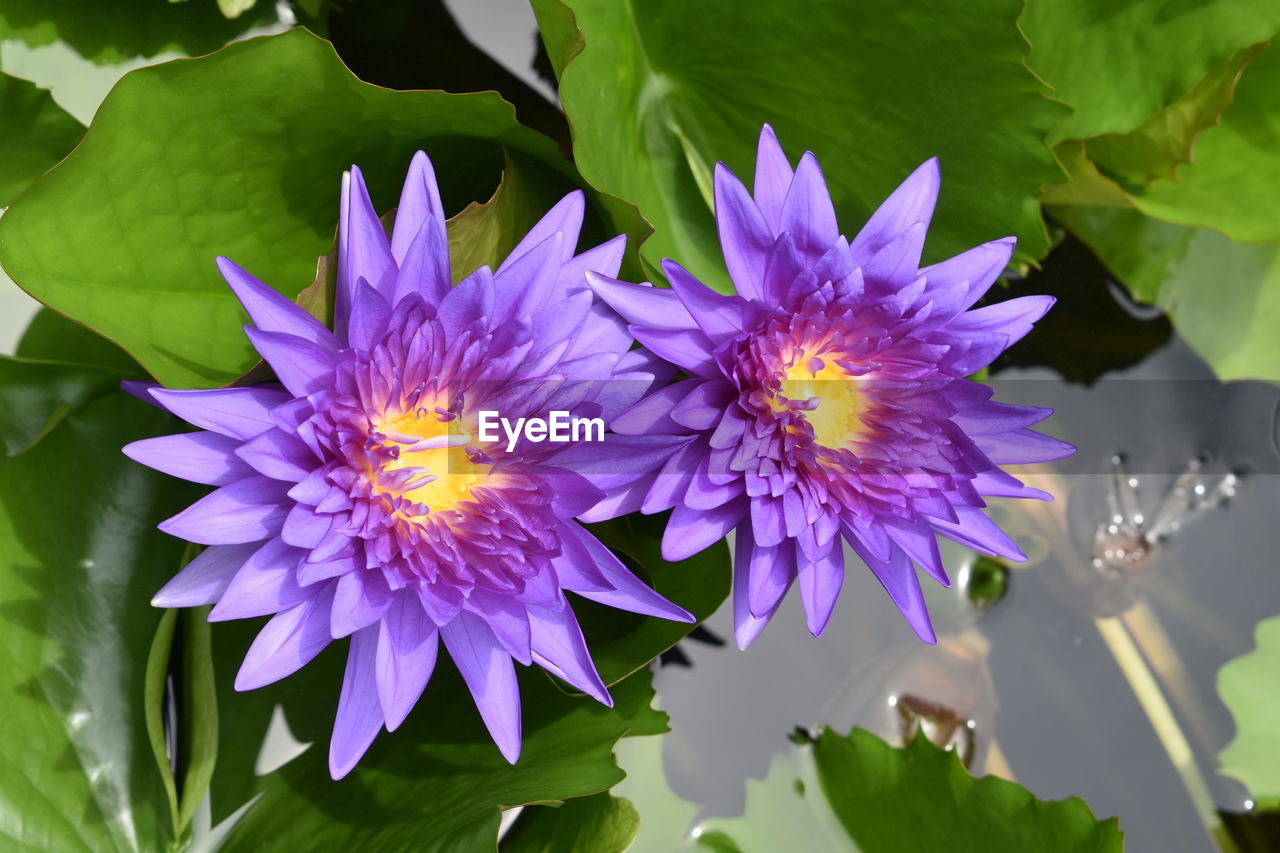 CLOSE-UP OF PURPLE IRIS FLOWER