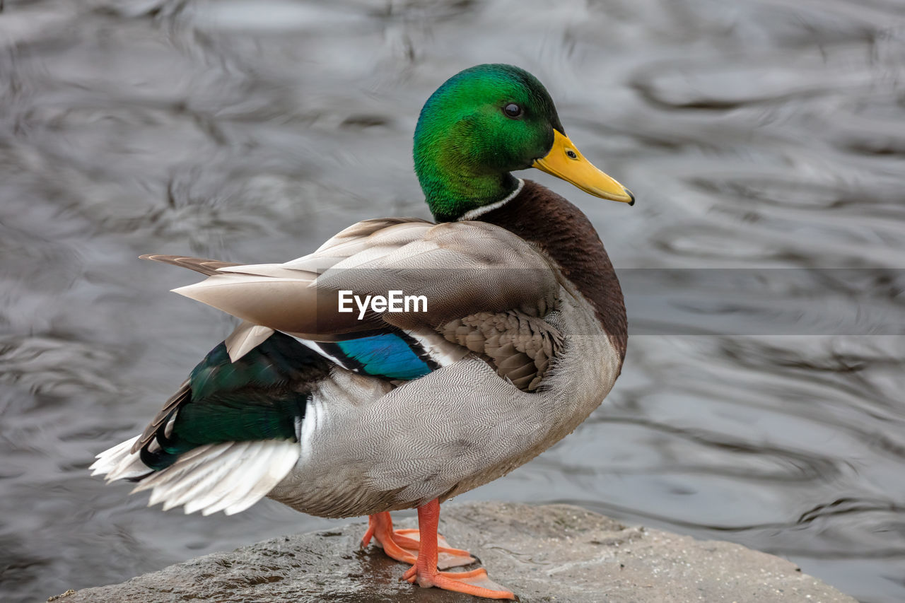 Close-up of a male mallard duck in a lake