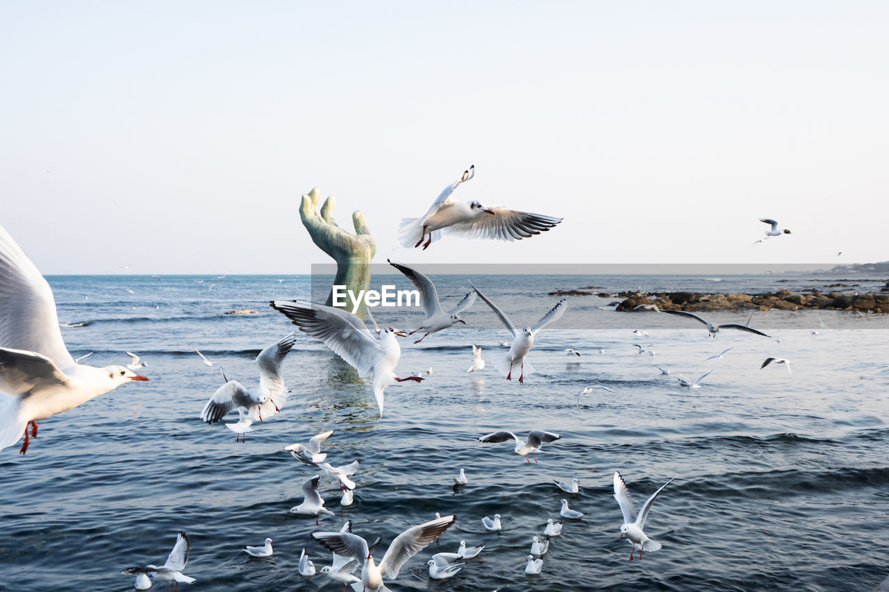 Seagulls flying over sea against clear sky
there's a hand sculpture in background
homigot, pohang