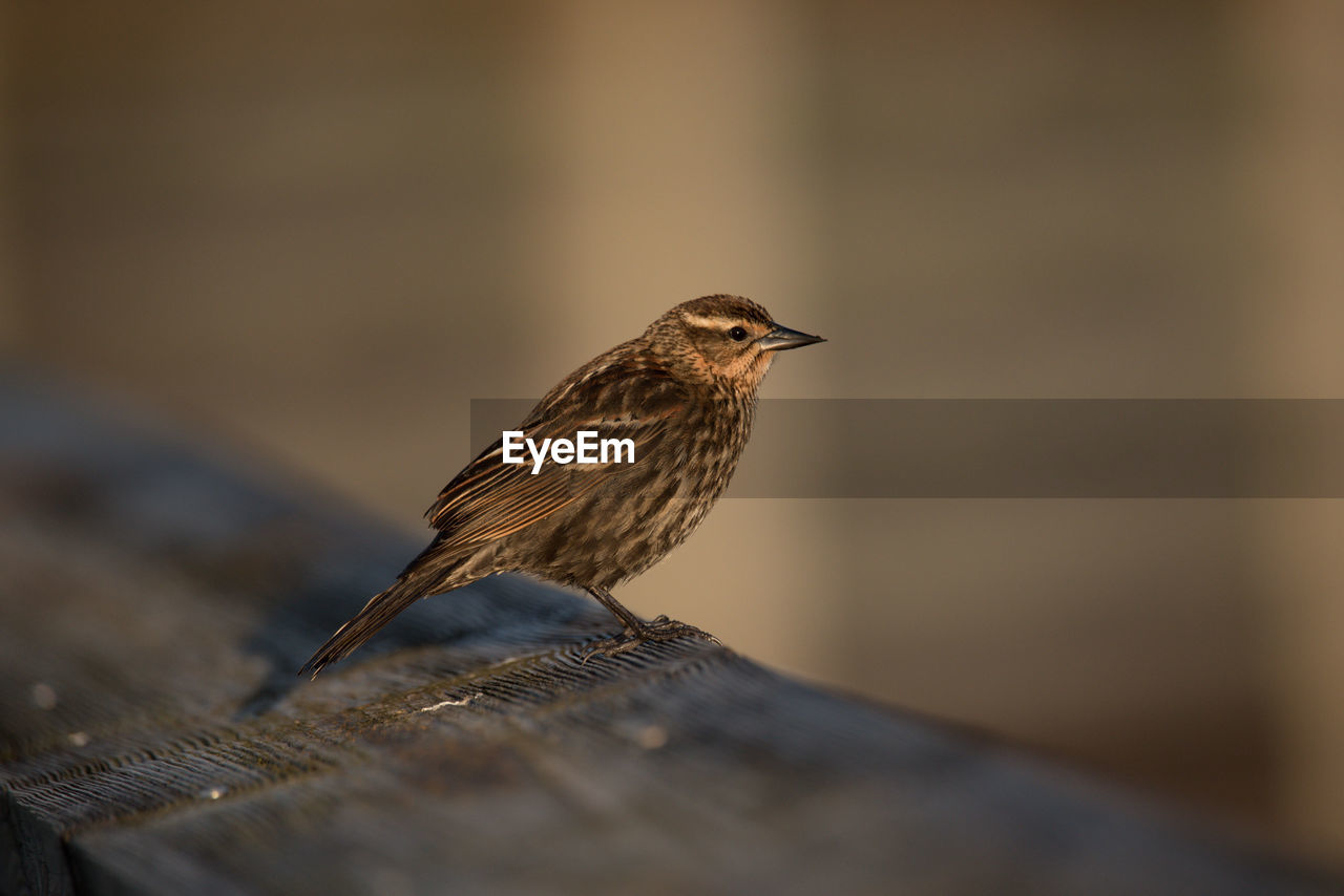 Close-up of bird perching on railing