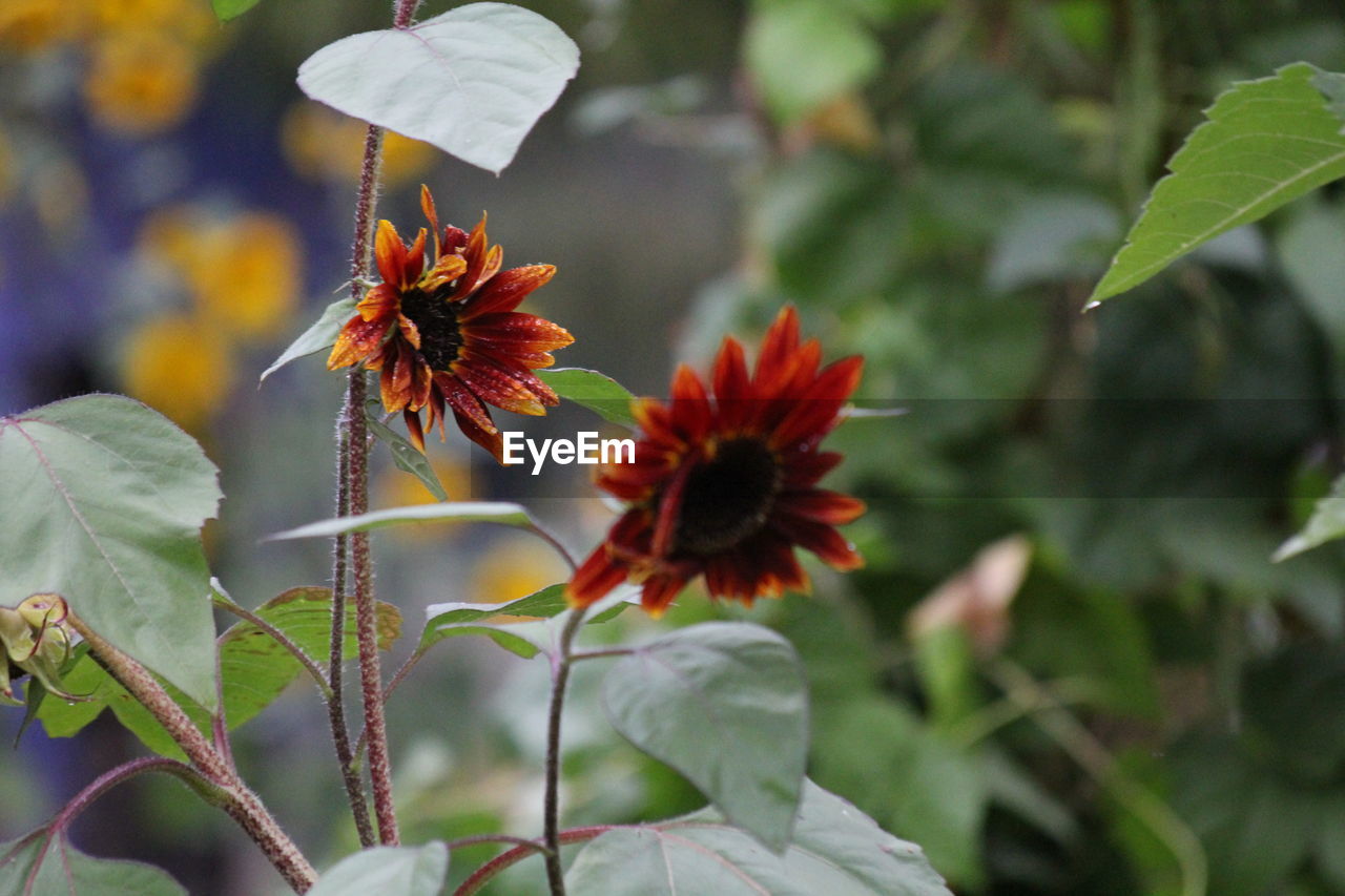 CLOSE-UP OF ORANGE FLOWERS BLOOMING OUTDOORS