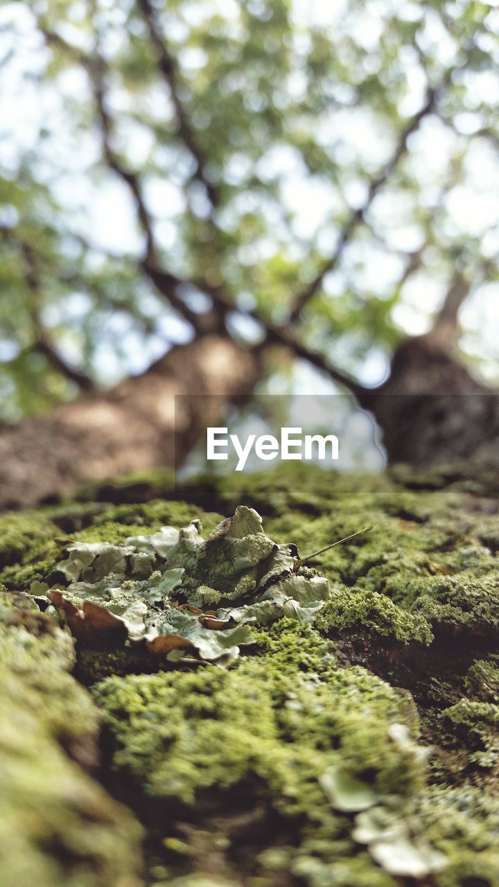 Close-up of moss covered tree trunk