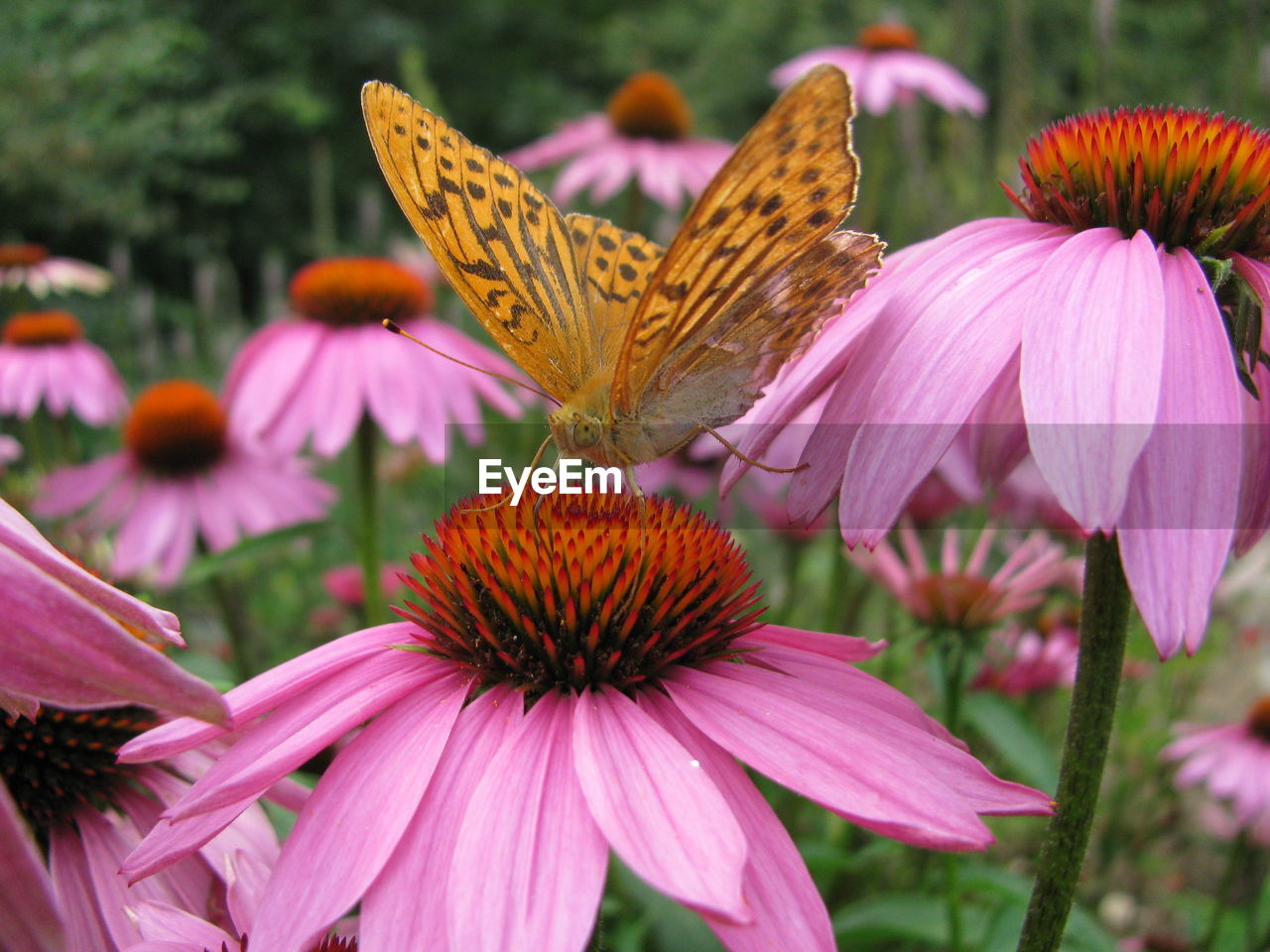 CLOSE-UP OF BUTTERFLY POLLINATING ON PURPLE CONEFLOWER