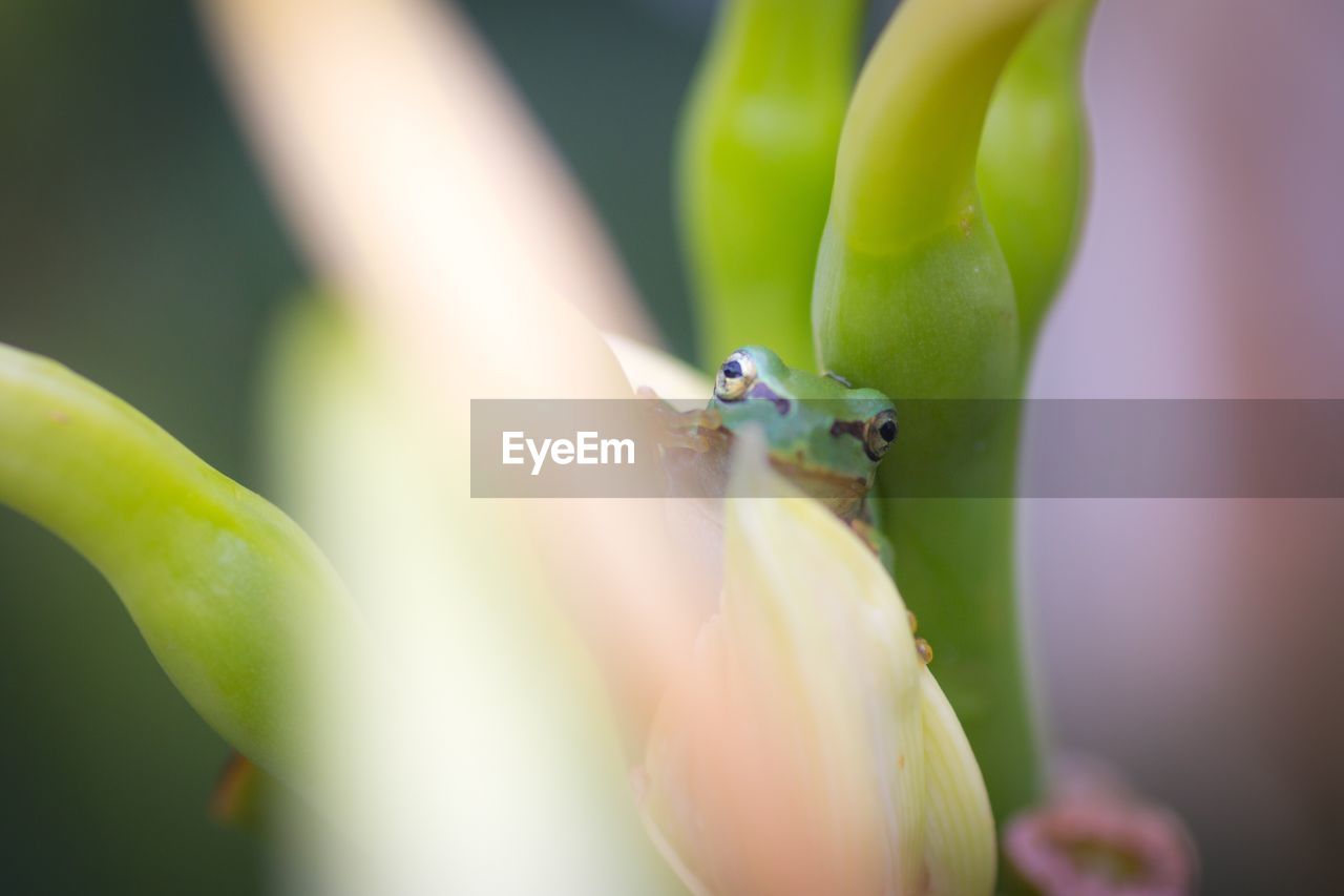 Close-up of frog on plant