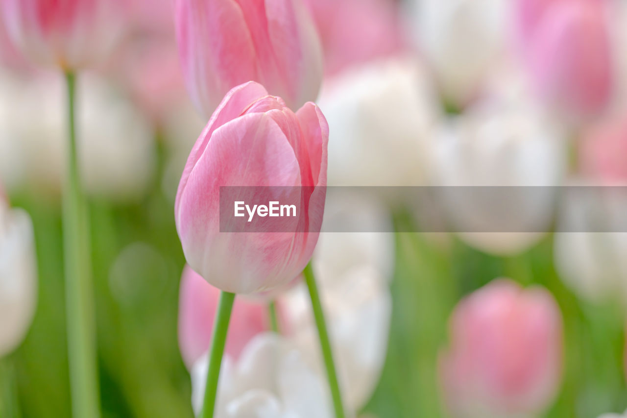 CLOSE-UP OF PINK TULIP FLOWERS