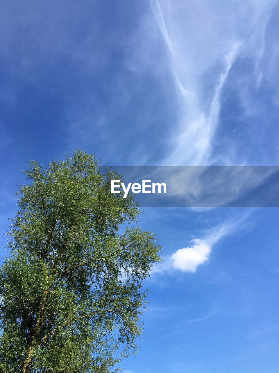 Low angle view of trees against blue sky