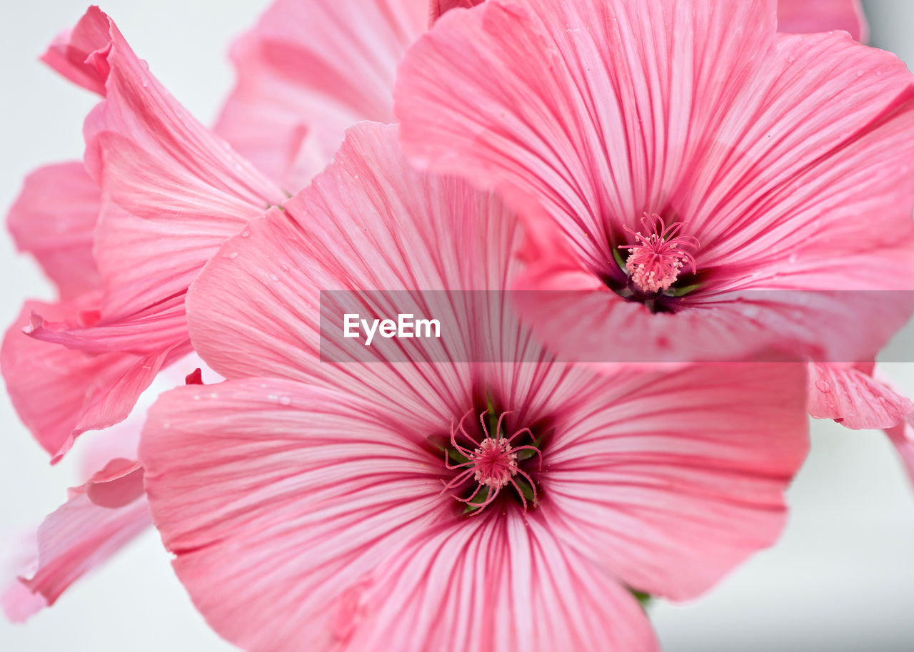 Close-up of pink hibiscus blooming outdoors