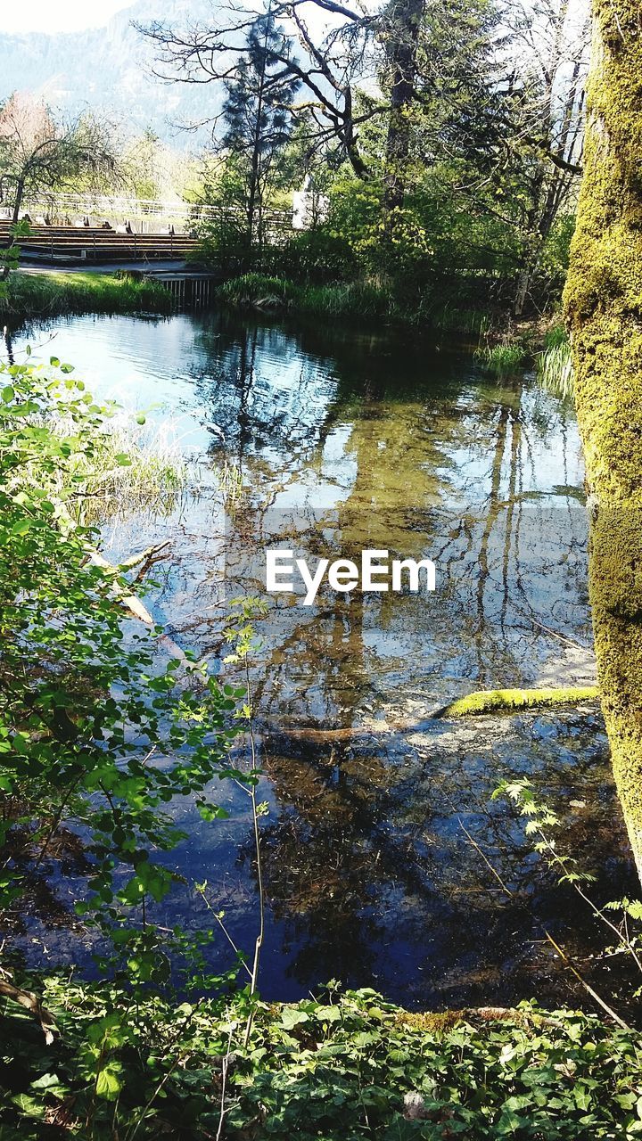 Reflection of trees in water