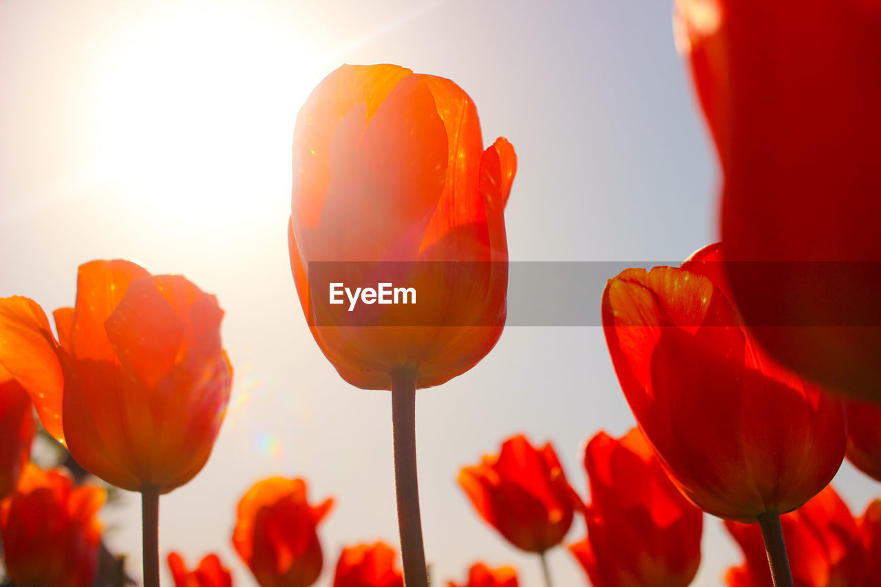 Close-up of red tulips against orange sky