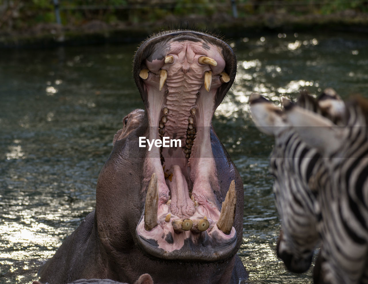 Hippopotamus swimming in pond